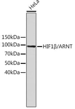 Western blot - HIF1ß/ARNT antibody (A19532)