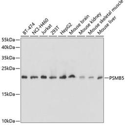 Western blot - PSMB5 antibody (A1975)