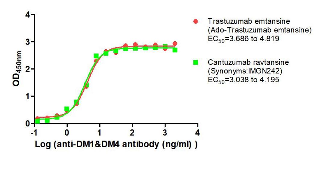 The Binding Activity of Trastuzumab emtansine (Ado-Trastuzumab emtansine) and Cantuzumab ravtansine (Synonyms:IMGN242) with Anti-DM1&DM4 antibody. Activity: Measured by its binding ability in a functional ELISA. Immobilized Trastuzumab emtansine (Ado-Trastuzumab emtansine) and Cantuzumab ravtansine (Synonyms:IMGN242) at 2 μg/mL can bind Anti-DM1&DM4 antibody, the EC<sub>50</sub> is 3.686 to 4.819 ng/mL and 3.038 to 4.195 ng/mL, respectively.