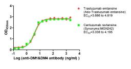 The Binding Activity of Trastuzumab emtansine (Ado-Trastuzumab emtansine) and Cantuzumab ravtansine (Synonyms:IMGN242) with Anti-DM1&DM4 antibody. Activity: Measured by its binding ability in a functional ELISA. Immobilized Trastuzumab emtansine (Ado-Trastuzumab emtansine) and Cantuzumab ravtansine (Synonyms:IMGN242) at 2 μg/mL can bind Anti-DM1&DM4 antibody, the EC<sub>50</sub> is 3.686 to 4.819 ng/mL and 3.038 to 4.195 ng/mL, respectively.