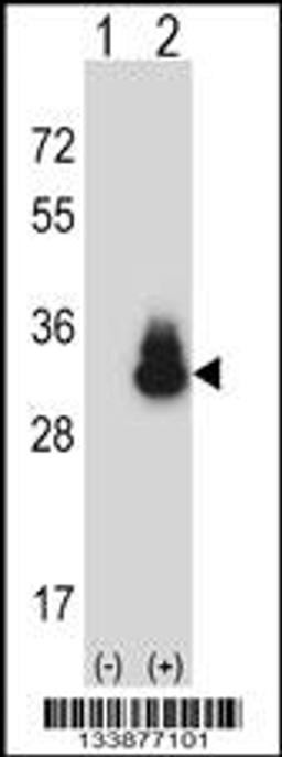 Western blot analysis of CEACAM3 using rabbit polyclonal CEACAM3 Antibody using 293 cell lysates (2 ug/lane) either nontransfected (Lane 1) or transiently transfected (Lane 2) with the CEACAM3 gene.