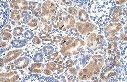 Antibody used in IHC on Human kidney.