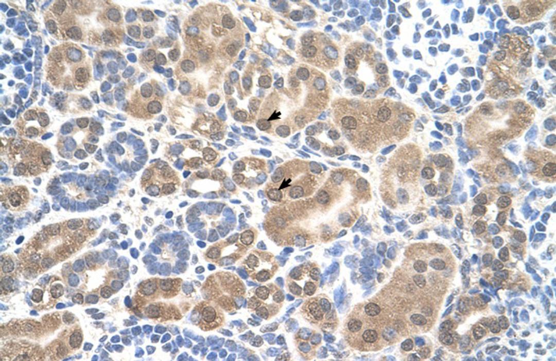 Antibody used in IHC on Human kidney.