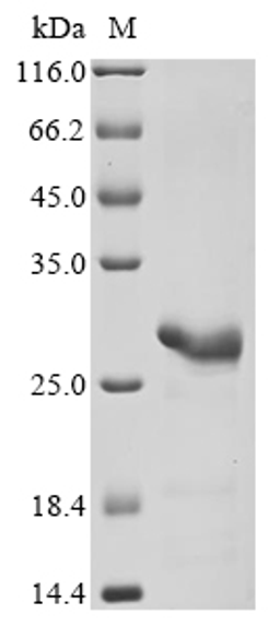 (Tris-Glycine gel) Discontinuous SDS-PAGE (reduced) with 5% enrichment gel and 15% separation gel.