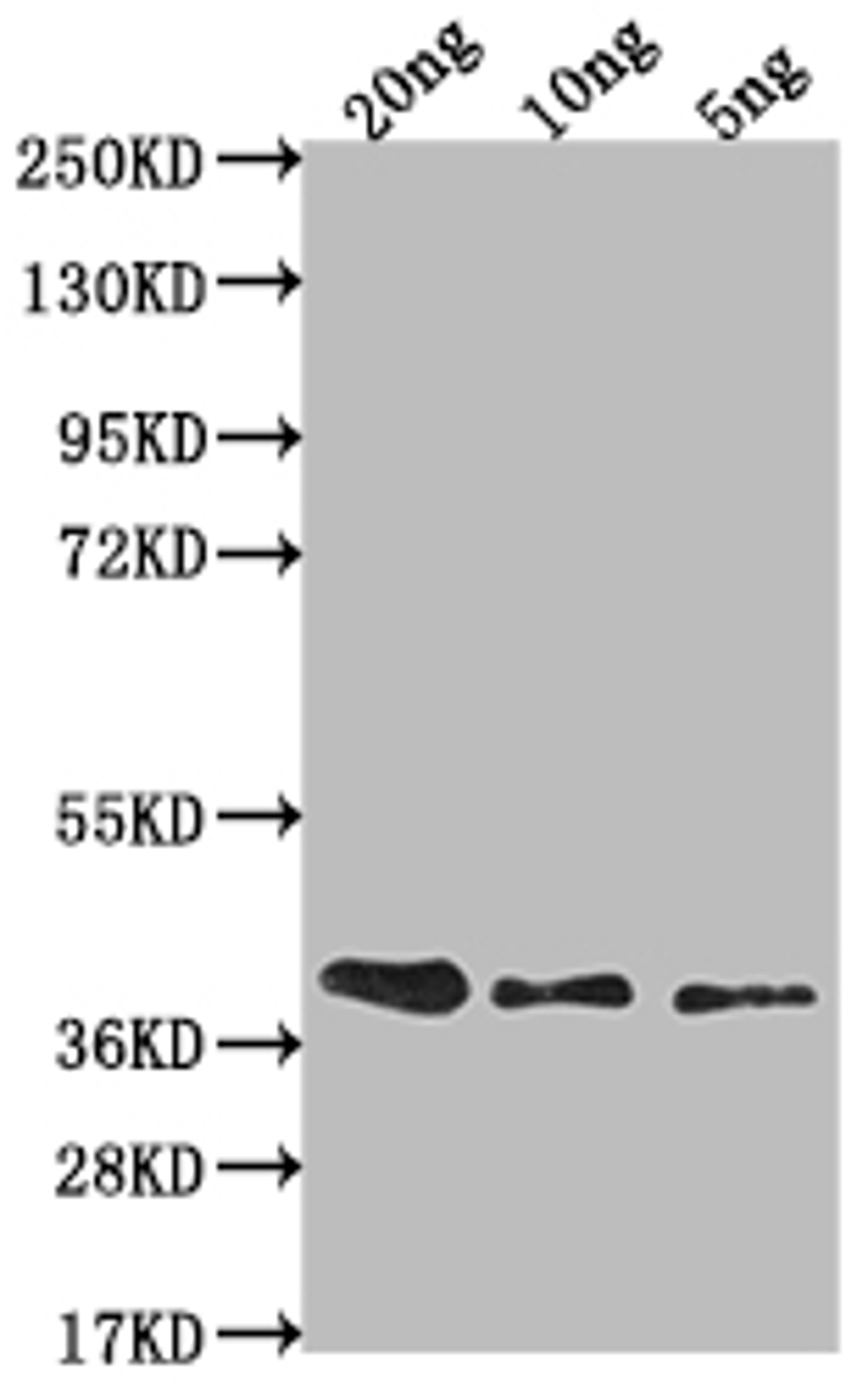 Western Blot. Positive WB detected in Recombinant protein. All lanes: ras antibody at 1:2000. Secondary. Goat polyclonal to rabbit IgG at 1/50000 dilution. Predicted band size: 34.2 kDa. Observed band size: 38 kDa. 