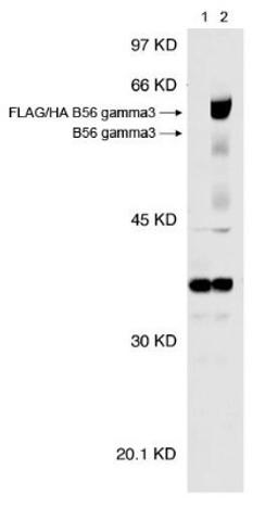 Western Blot: PPP2R5C Antibody (TQ11-1G6) [NB100-501] - Analysis of PPP2R5C B56 gamma 3 expression in HEK293T cells at a dilution of 1:1000 using NB100-501.  Lane 1) empty vector and Lane 2) FLAG/HA B56 gamma 3.