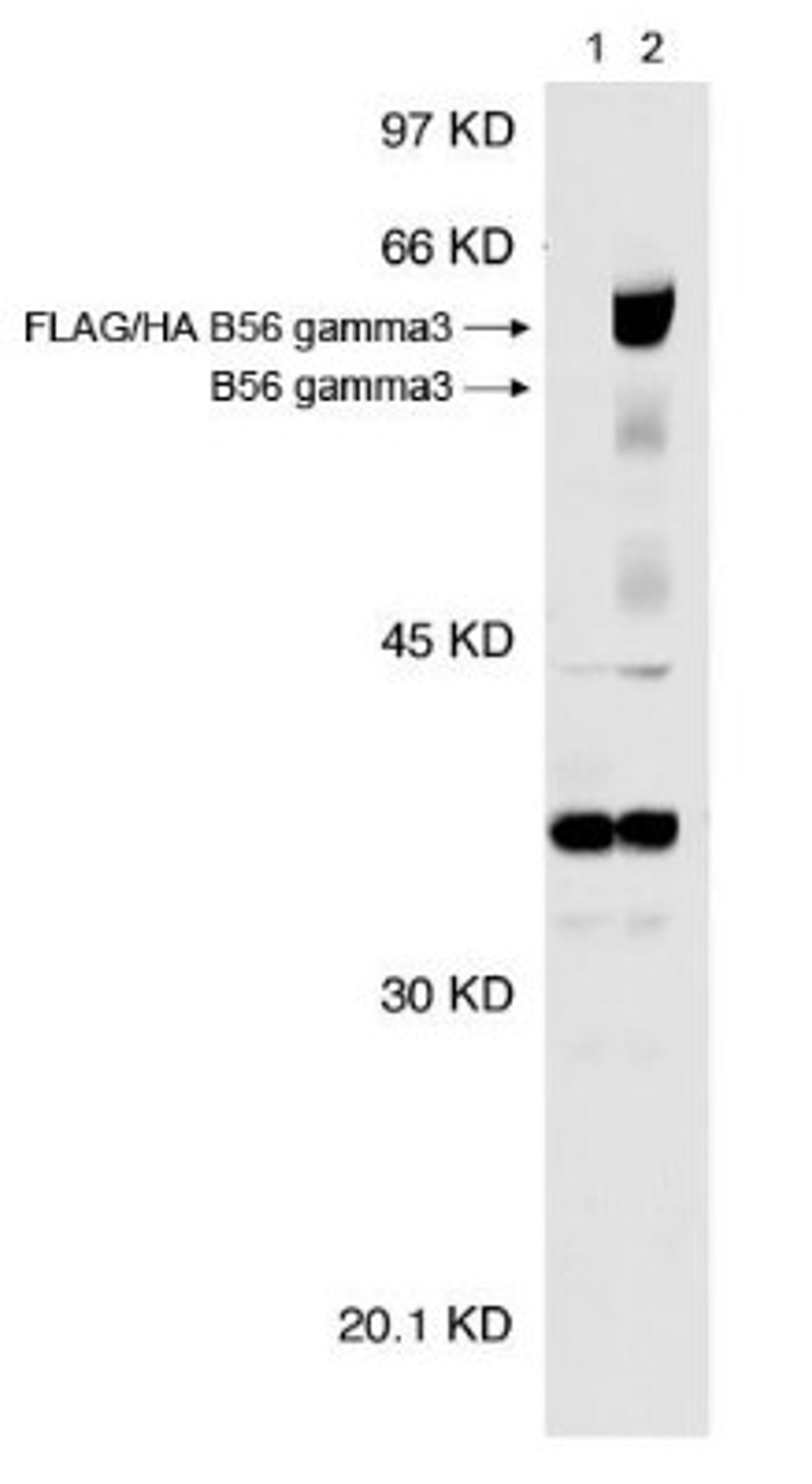 Western Blot: PPP2R5C Antibody (TQ11-1G6) [NB100-501] - Analysis of PPP2R5C B56 gamma 3 expression in HEK293T cells at a dilution of 1:1000 using NB100-501.  Lane 1) empty vector and Lane 2) FLAG/HA B56 gamma 3.