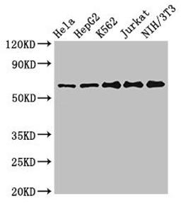 Western Blot. Positive WB detected in: Hela whole cell lysate, HepG2 whole cell lysate, K562 whole cell lysate, Jurkat whole cell lysate, NIH/3T3 whole cell lysate. All lanes: CPSF6 antibody at 3ug/ml. Secondary. Goat polyclonal to rabbit IgG at 1/50000 dilution. Predicted band size: 60, 64, 53 kDa. Observed band size: 60 kDa. 