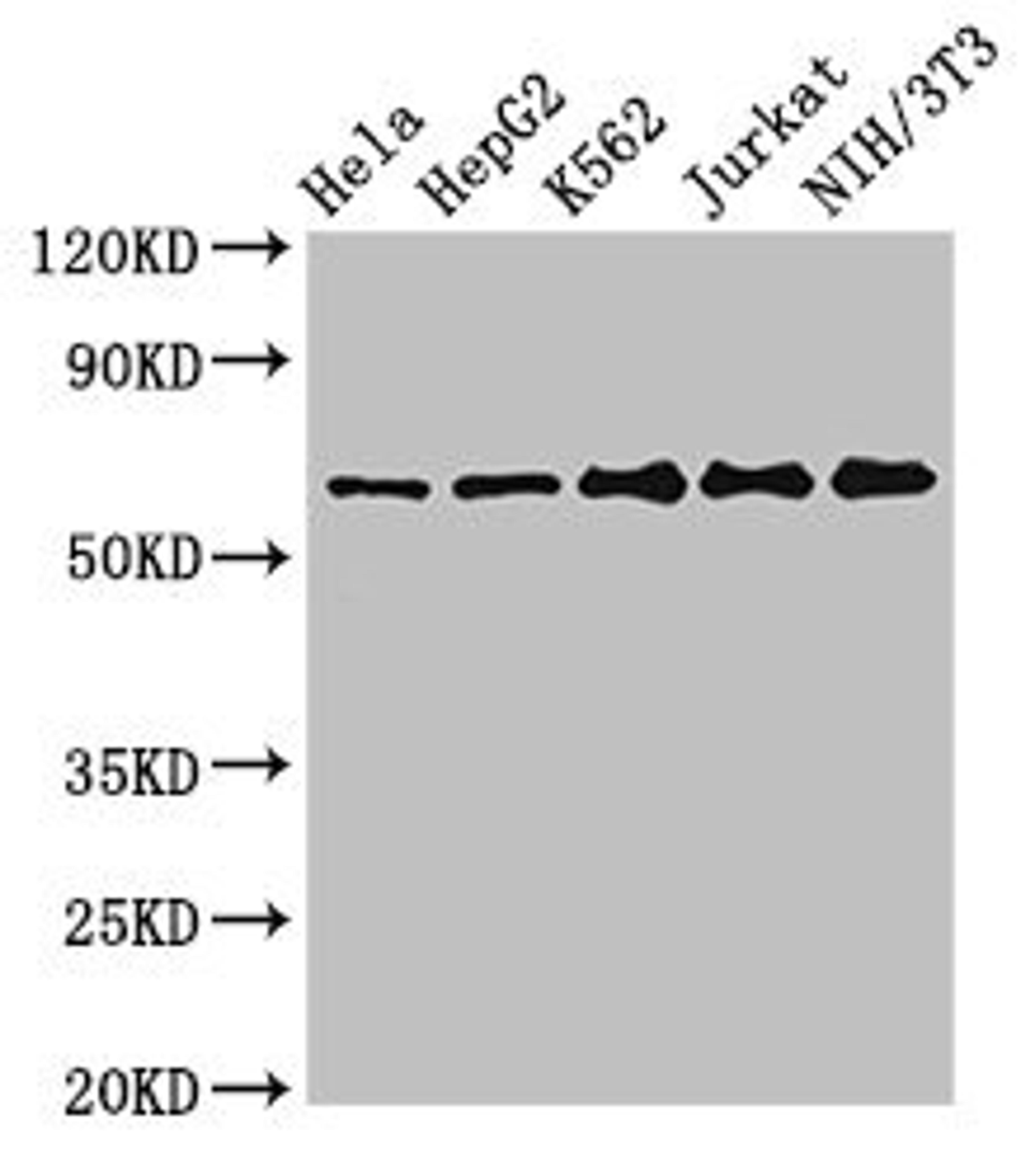 Western Blot. Positive WB detected in: Hela whole cell lysate, HepG2 whole cell lysate, K562 whole cell lysate, Jurkat whole cell lysate, NIH/3T3 whole cell lysate. All lanes: CPSF6 antibody at 3ug/ml. Secondary. Goat polyclonal to rabbit IgG at 1/50000 dilution. Predicted band size: 60, 64, 53 kDa. Observed band size: 60 kDa. 