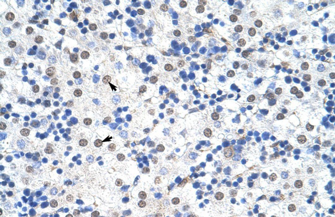 Antibody used in IHC on Human Liver.