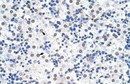 Antibody used in IHC on Human Liver.