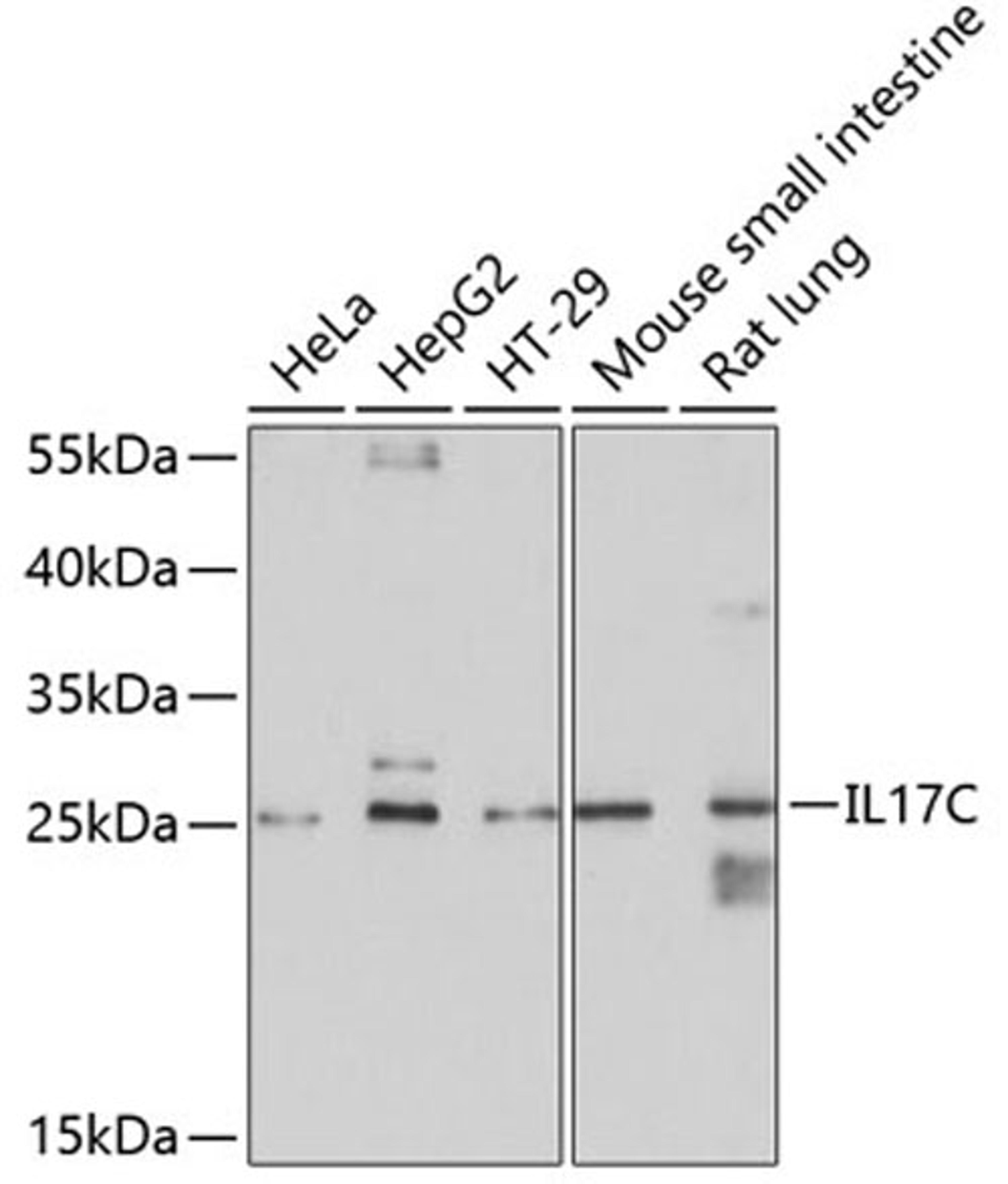 Western blot - IL17C antibody (A10587)