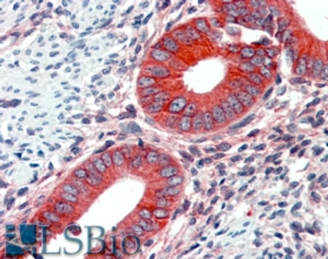 45-542 (2.1ug/ml) staining of paraffin embedded Human Uterus. Steamed antigen retrieval with citrate buffer pH 6, AP-staining.