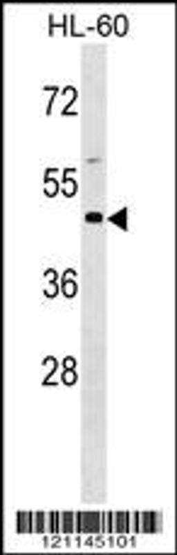 Western blot analysis in HL-60 cell line lysates (35ug/lane).