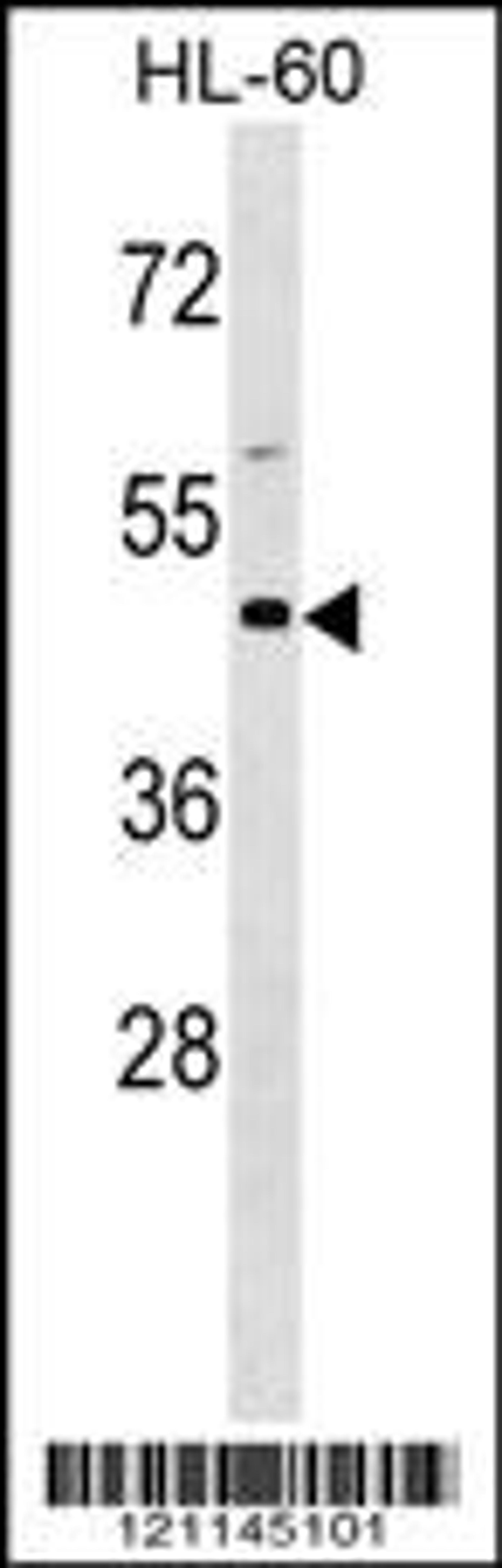 Western blot analysis in HL-60 cell line lysates (35ug/lane).