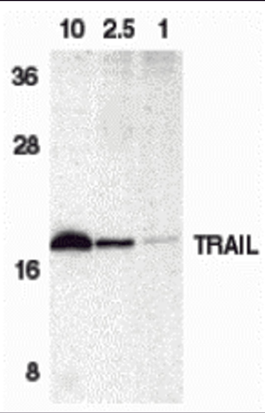 Western blot analysis of TRAIL in HeLa cell lysate containing 10, 2.5, or 1 ng of recombinant protein containing extracellular domain of TRAIL with TRAIL antibody at 1 &#956;g/mL.