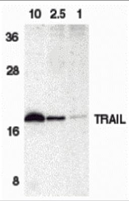 Western blot analysis of TRAIL in HeLa cell lysate containing 10, 2.5, or 1 ng of recombinant protein containing extracellular domain of TRAIL with TRAIL antibody at 1 μg/mL.