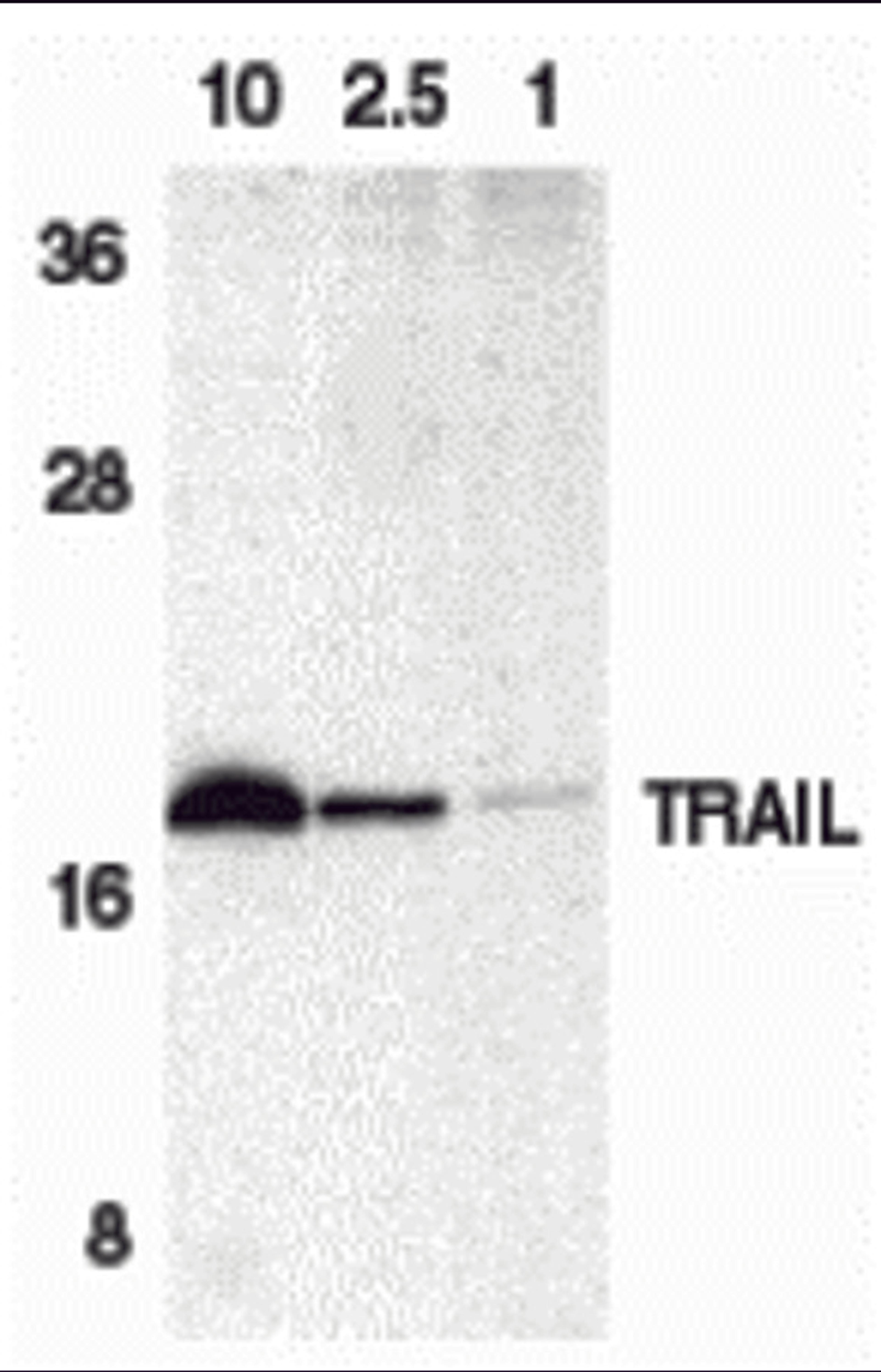 Western blot analysis of TRAIL in HeLa cell lysate containing 10, 2.5, or 1 ng of recombinant protein containing extracellular domain of TRAIL with TRAIL antibody at 1 μg/mL.