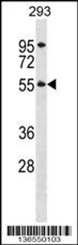 Western blot analysis in 293 cell line lysates (35ug/lane).