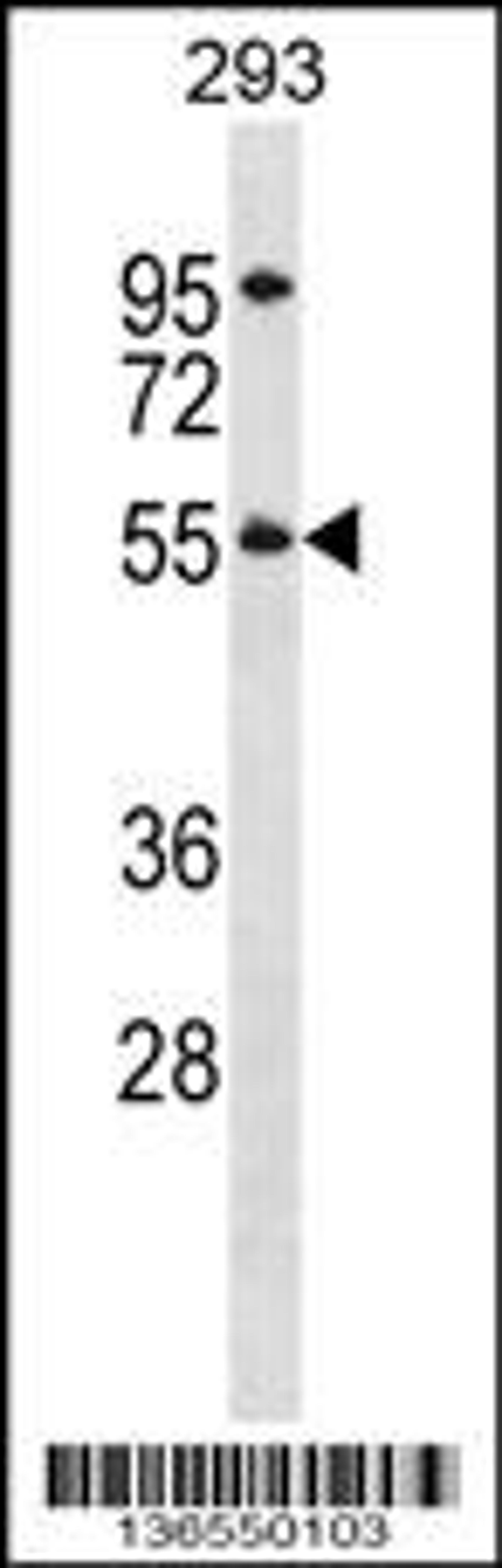 Western blot analysis in 293 cell line lysates (35ug/lane).