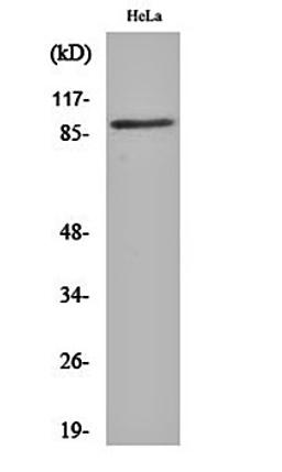 Western blot analysis of Hela cell lysates using CUL-1 antibody