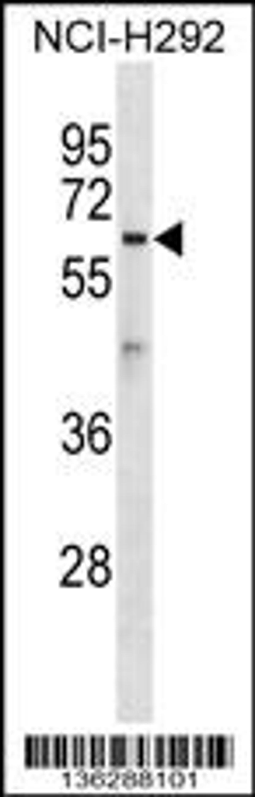 Western blot analysis in NCI-H292 cell line lysates (35ug/lane).