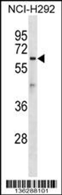 Western blot analysis in NCI-H292 cell line lysates (35ug/lane).