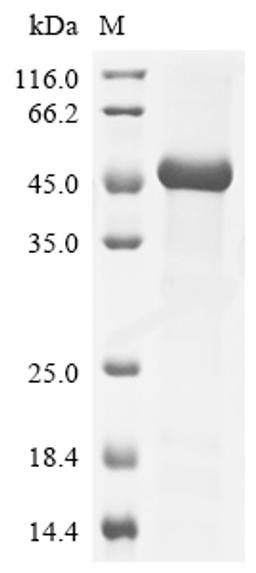 (Tris-Glycine gel) Discontinuous SDS-PAGE (reduced) with 5% enrichment gel and 15% separation gel.