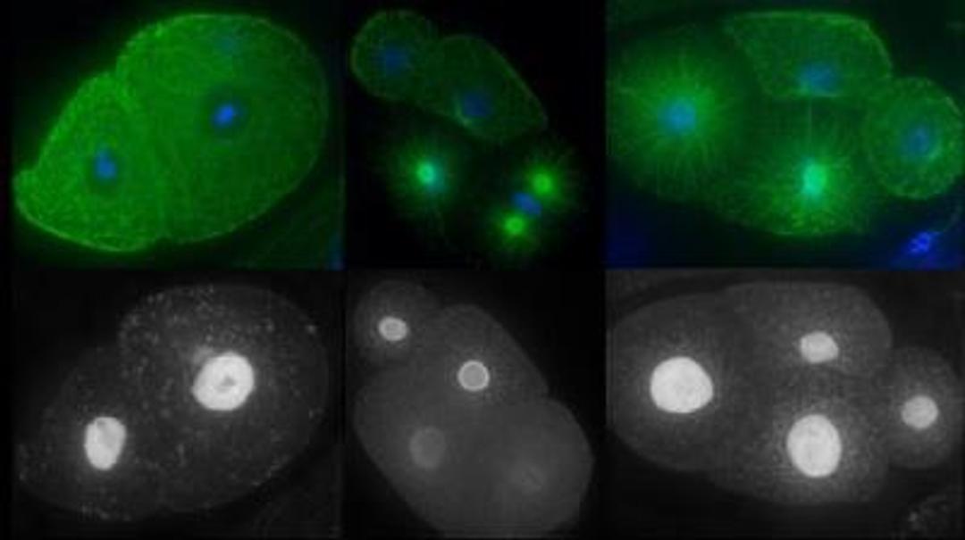 Immunocytochemistry/Immunofluorescence: LIN-53 Antibody [38710002] - This image is specific to animal number SDQ2353  Methanol fixation; 1 hr