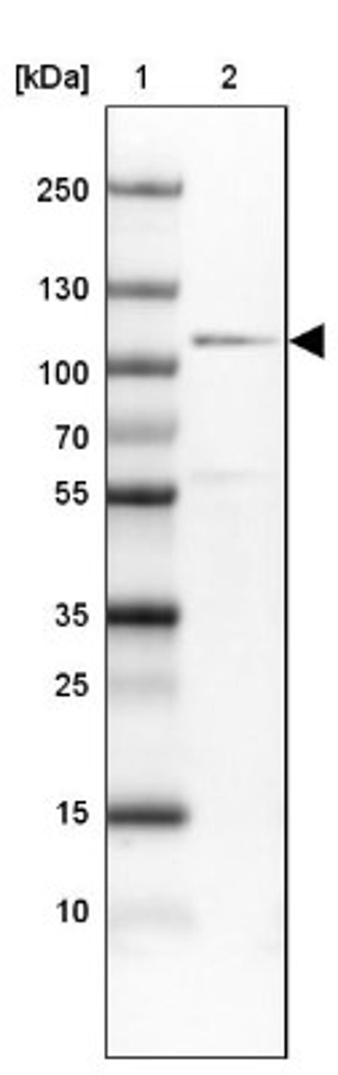 Western Blot: CDC5L Antibody [NBP1-85719] - Lane 1: Marker [kDa] 250, 130, 100, 70, 55, 35, 25, 15, 10<br/>Lane 2: U-251 MG