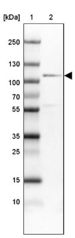 Western Blot: CDC5L Antibody [NBP1-85719] - Lane 1: Marker [kDa] 250, 130, 100, 70, 55, 35, 25, 15, 10<br/>Lane 2: U-251 MG