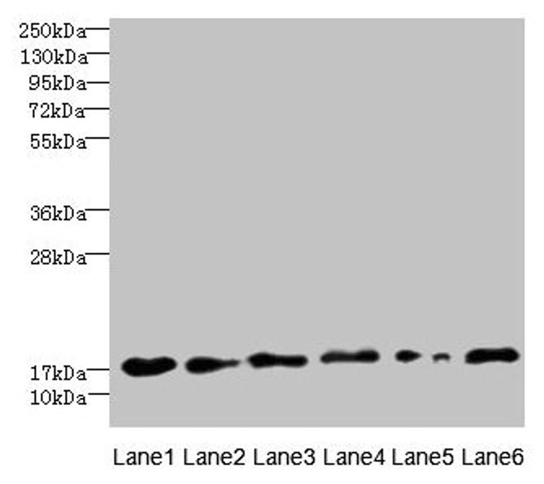 Western blot. All lanes: C5orf24 antibody at 0.3µg/ml. Lane 1: Mouse gonadal tissue. Lane 2: K562 whole cell lysate. Lane 3: THP-1 whole cell lysate. Lane 4: U87 whole cell lysate. Lane 5: HepG2 whole cell lysate. Lane 6: Hela whole cell lysate. Secondary. Goat polyclonal to rabbit IgG at 1/10000 dilution. Predicted band size: 21, 17 kDa. Observed band size: 17 kDa