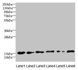 Western blot. All lanes: C5orf24 antibody at 0.3µg/ml. Lane 1: Mouse gonadal tissue. Lane 2: K562 whole cell lysate. Lane 3: THP-1 whole cell lysate. Lane 4: U87 whole cell lysate. Lane 5: HepG2 whole cell lysate. Lane 6: Hela whole cell lysate. Secondary. Goat polyclonal to rabbit IgG at 1/10000 dilution. Predicted band size: 21, 17 kDa. Observed band size: 17 kDa