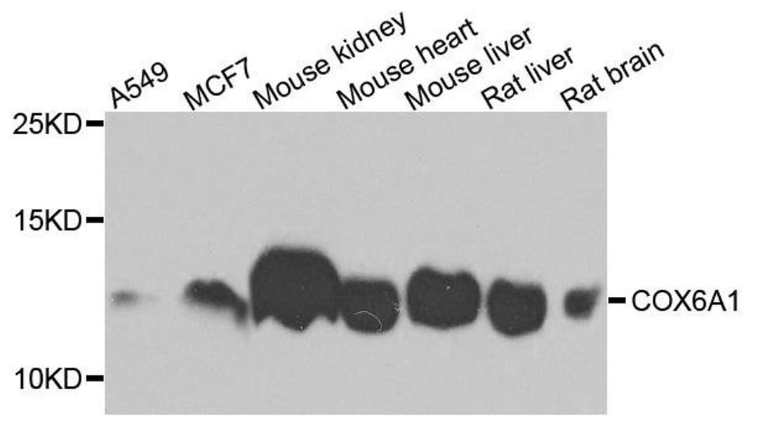 Western blot analysis of extracts of various cells using COX6A1 antibody