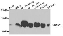 Western blot analysis of extracts of various cells using COX6A1 antibody