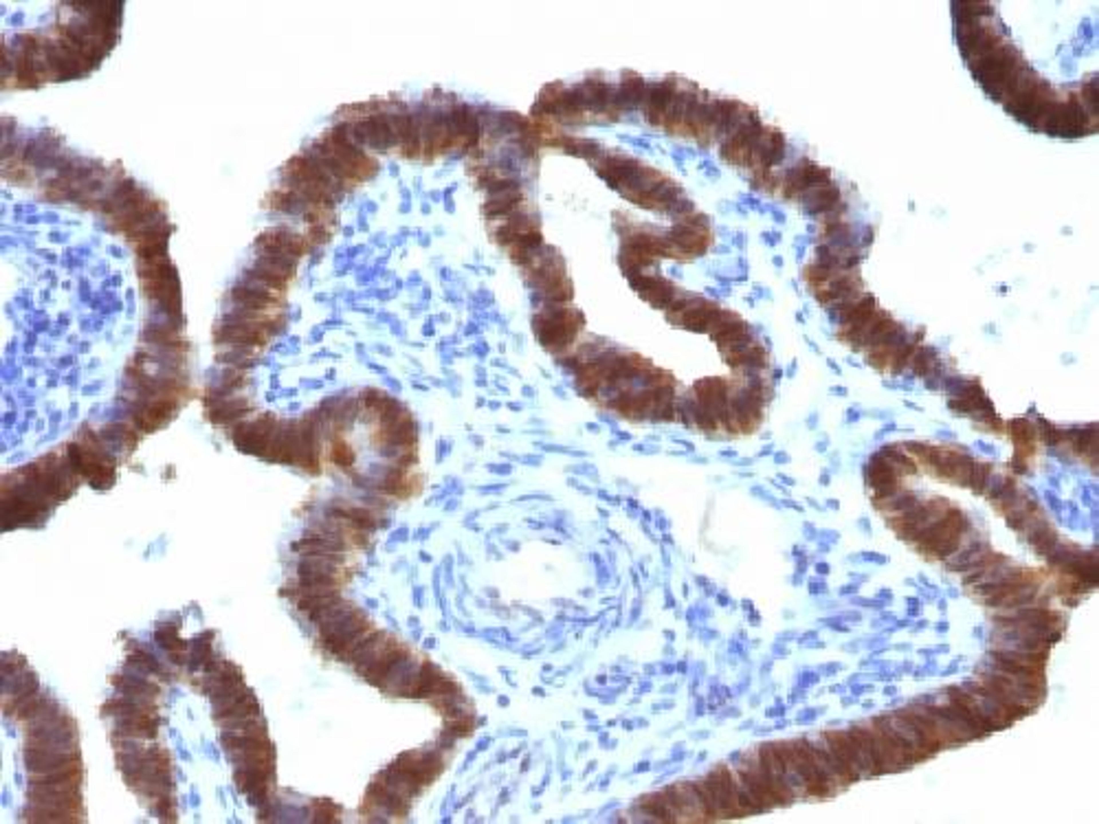 Immunohistochemical staining of human Fallopian Tube tissue using ASRGL1 antibody