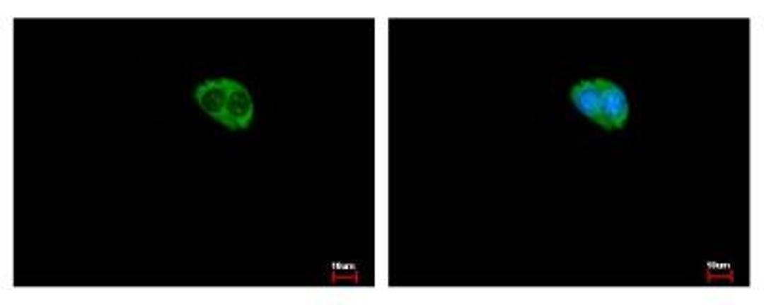 Immunocytochemistry/Immunofluorescence: KIFAP3 Antibody [NBP2-17057] - Sample: HepG2 cells were fixed in -20C 100% MeOH for 5 min. Green: KIFAP3 protein stained by KAP3 antibody diluted at 1:500. Blue: Hoechst 33343 staining.