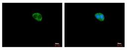 Immunocytochemistry/Immunofluorescence: KIFAP3 Antibody [NBP2-17057] - Sample: HepG2 cells were fixed in -20C 100% MeOH for 5 min. Green: KIFAP3 protein stained by KAP3 antibody diluted at 1:500. Blue: Hoechst 33343 staining.