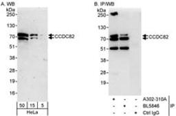 Detection of human CCDC82 by western blot and immunoprecipitation.