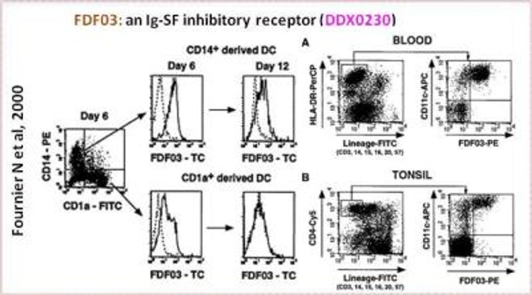 Flow Cytometry: PILR-alpha Antibody (36H2) [DDX0230P-100] - An Ig-SF inhibitory receptor