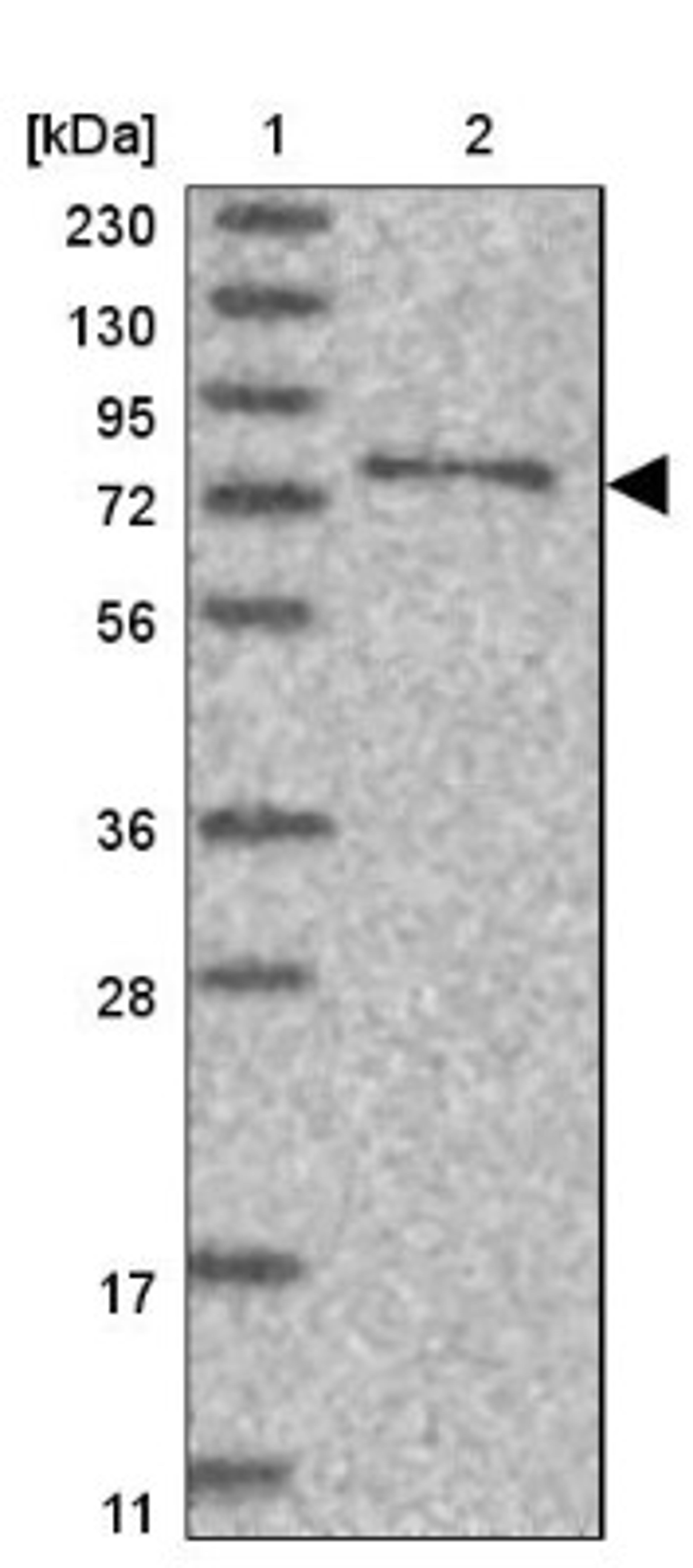 Western Blot: SYTL5 Antibody [NBP1-90926] - Lane 1: Marker [kDa] 230, 130, 95, 72, 56, 36, 28, 17, 11<br/>Lane 2: Human cell line RT-4