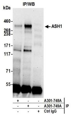 Detection of human ASH1 by western blot of immunoprecipitates.