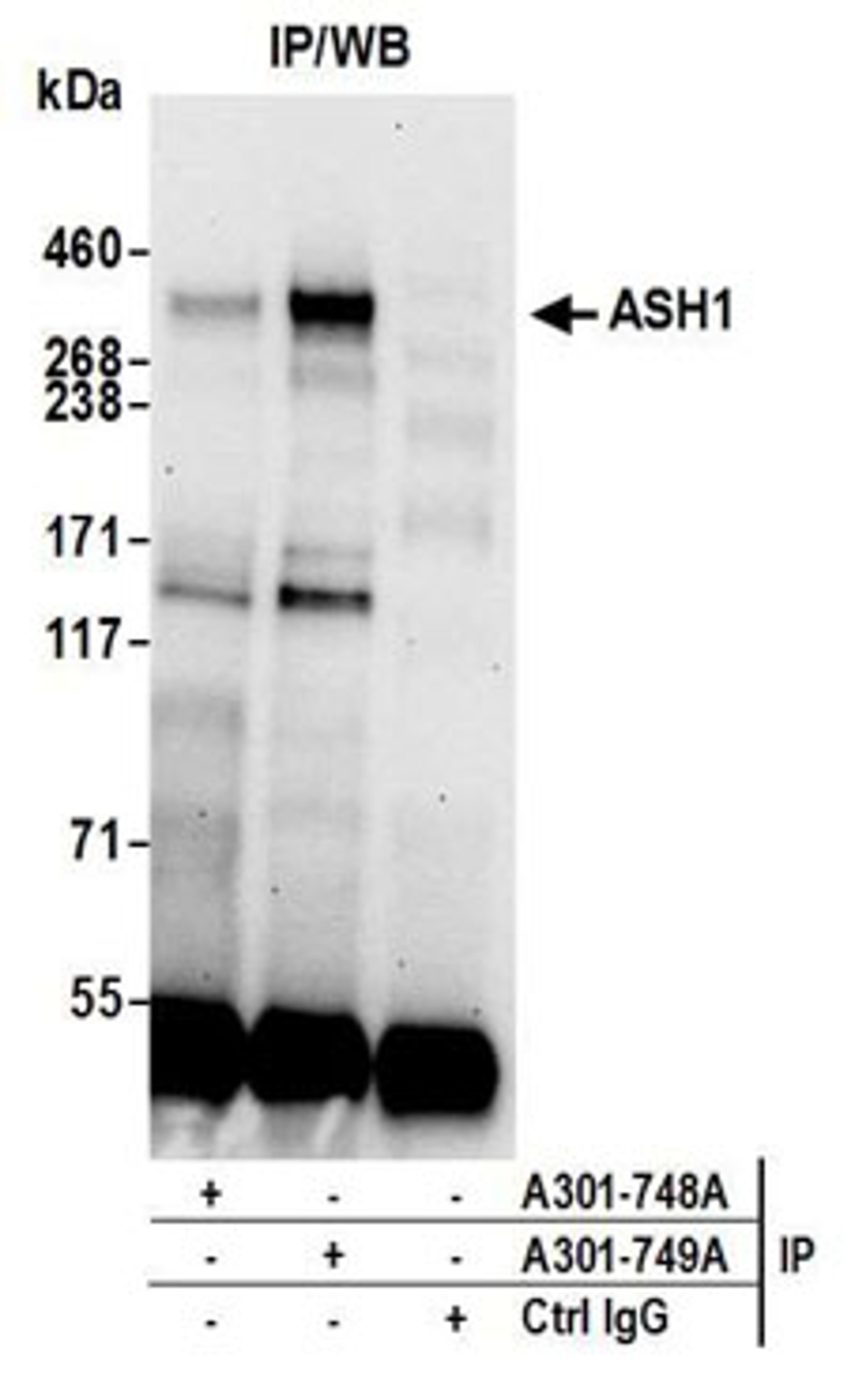 Detection of human ASH1 by western blot of immunoprecipitates.