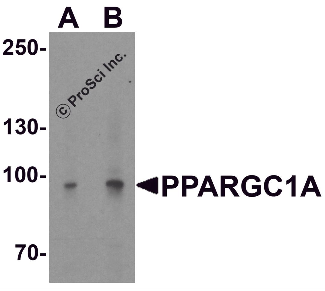 Western blot analysis of PPARGC1A in mouse liver tissue lysate with PPARGC1A antibody at (A) 1 and (B) 2 &#956;g/ml.