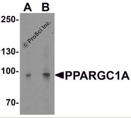 Western blot analysis of PPARGC1A in mouse liver tissue lysate with PPARGC1A antibody at (A) 1 and (B) 2 μg/ml.