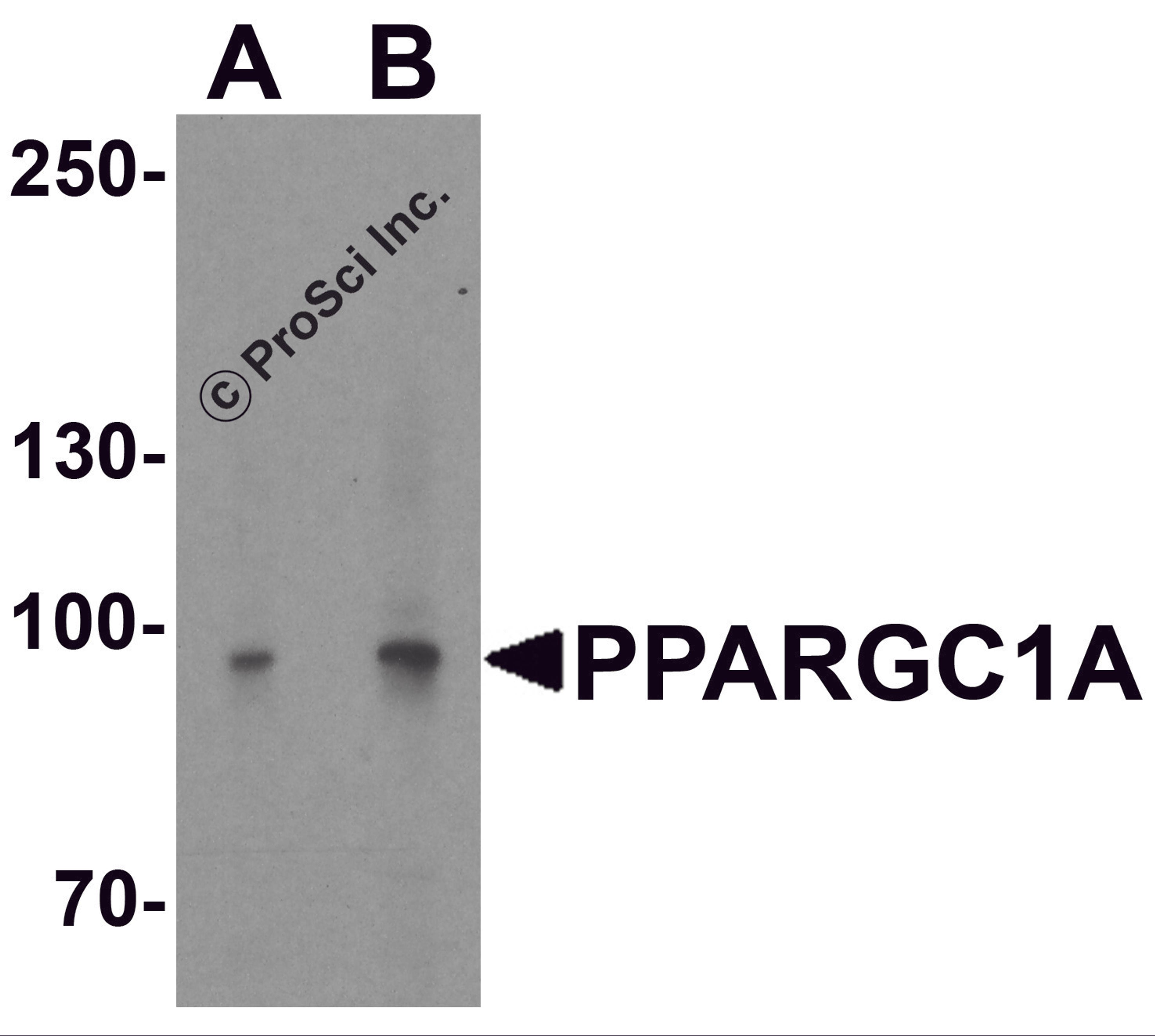 Western blot analysis of PPARGC1A in mouse liver tissue lysate with PPARGC1A antibody at (A) 1 and (B) 2 μg/ml.