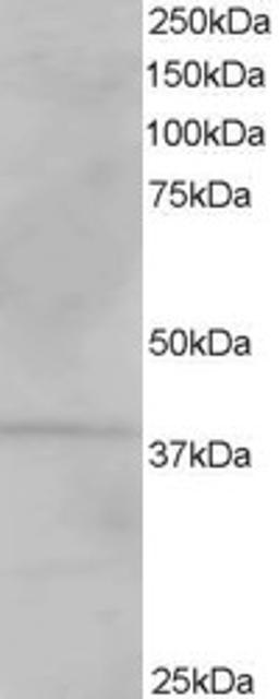 46-579 staining (1ug/ml) of Human Kidney lysate (RIPA buffer, 35ug total protein per lane). Primary incubated for 1 hour. Detected by chemiluminescence.