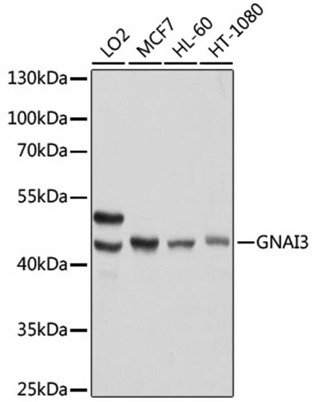 Western blot - GNAI3 antibody (A13307)