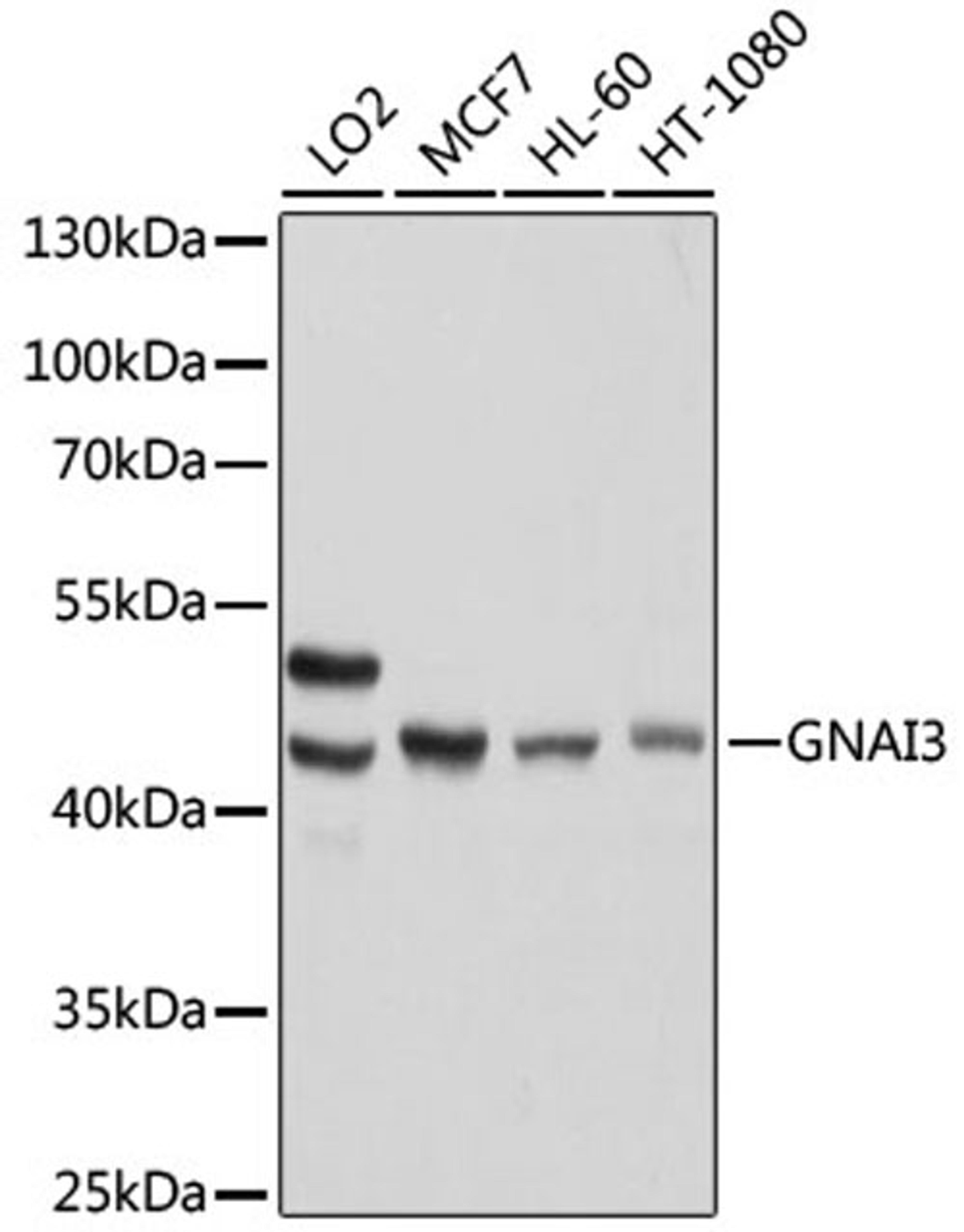 Western blot - GNAI3 antibody (A13307)