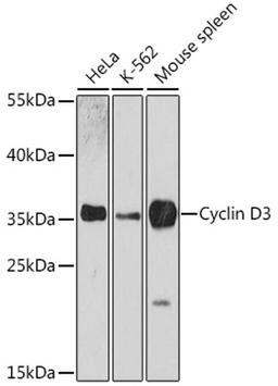 Western blot - Cyclin D3 antibody (A0746)